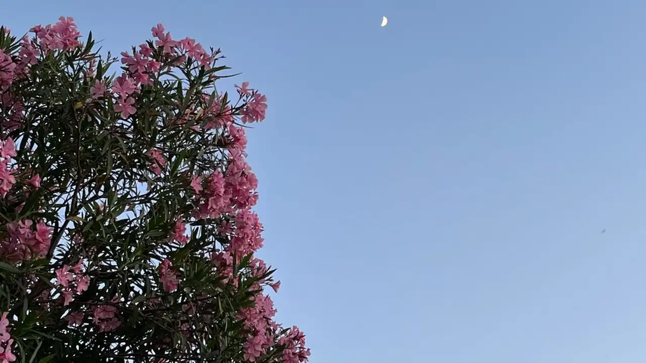 黄瓜小视频夏日清爽的烹饪灵感来源